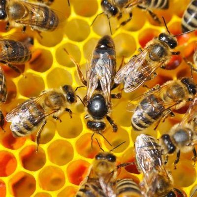 La Reine des Abeilles! Una favola francese del XVI secolo che esplora temi di potere, magia e natura